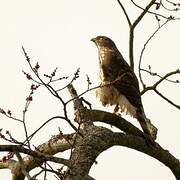 Cooper's Hawk