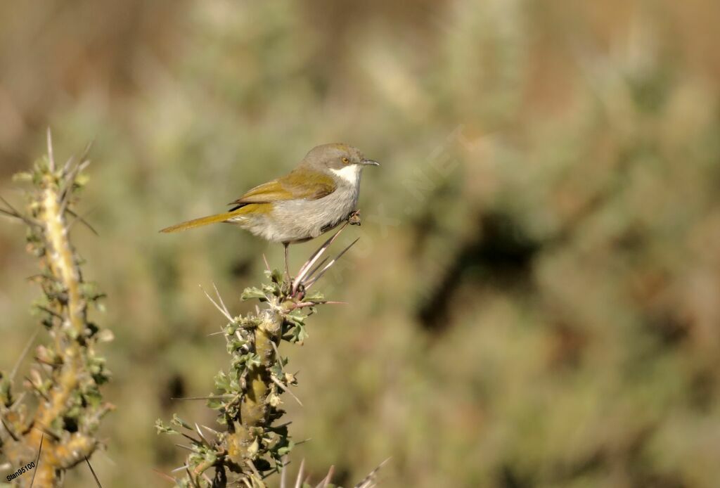 Karoo Eremomelaadult breeding, courting display