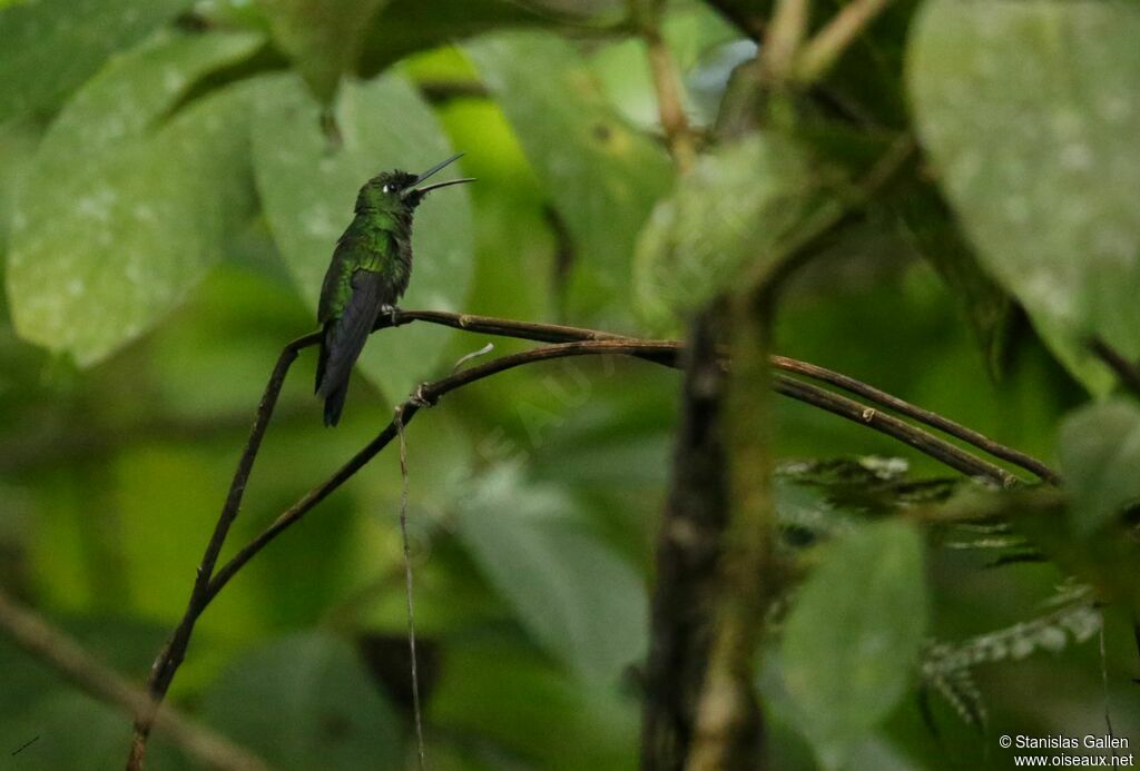 Glowing Puffleg