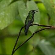 Glowing Puffleg