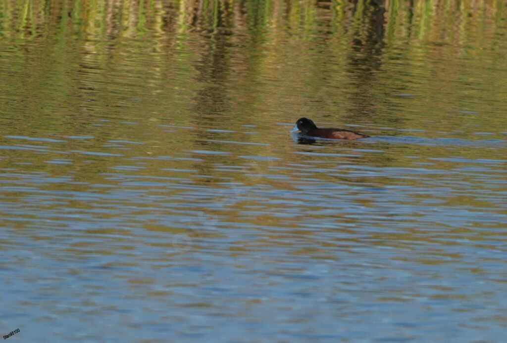 Maccoa Duck male adult breeding, swimming