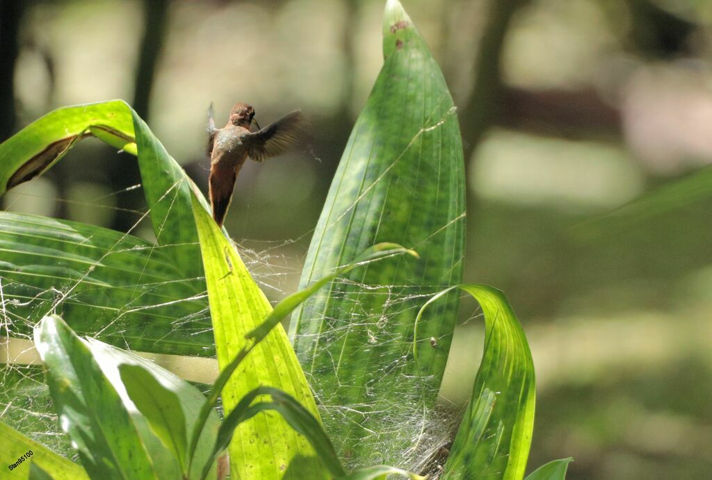 Stripe-throated Hermitadult, Flight