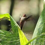 Stripe-throated Hermit