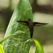 Stripe-throated Hermit