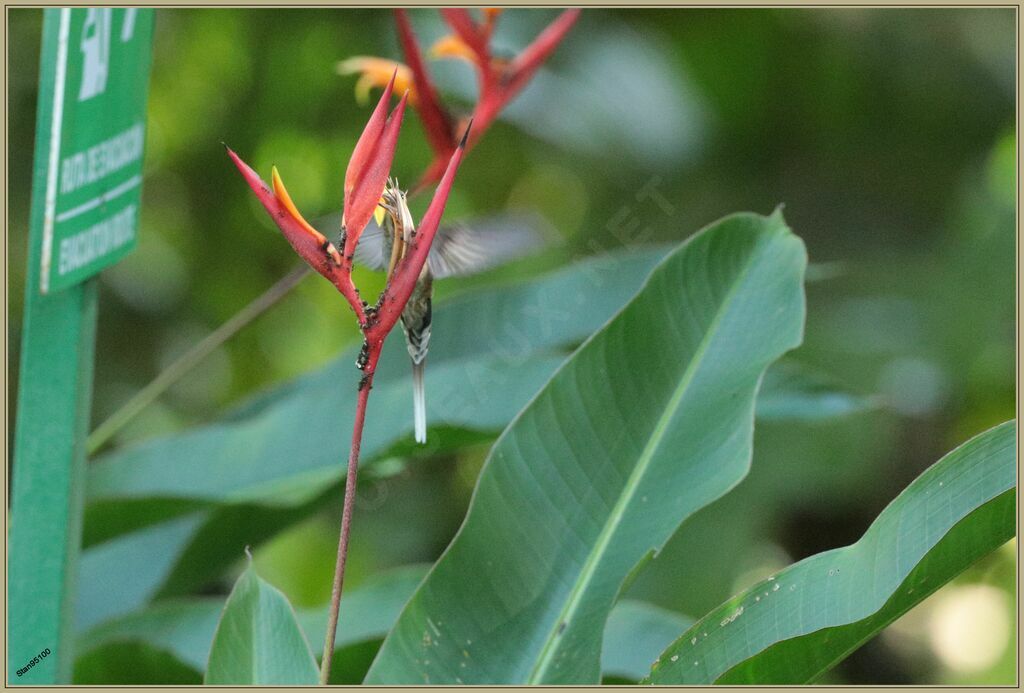 Long-billed Hermit male adult, Flight