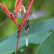 Long-billed Hermit