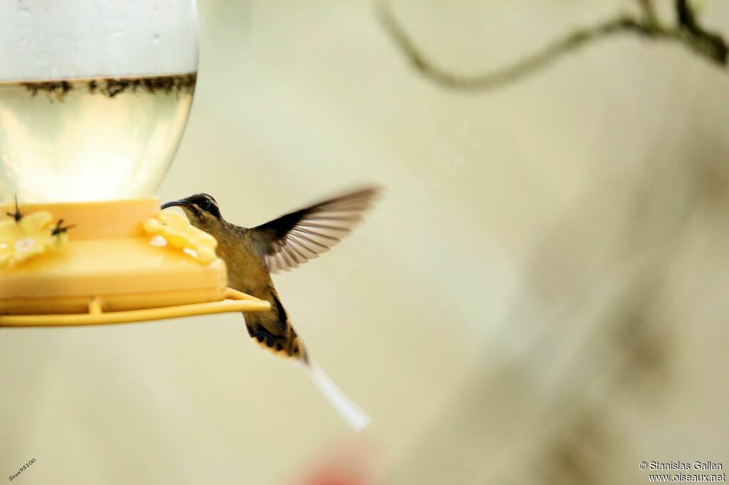 Tawny-bellied Hermitadult, Flight, eats