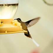 Tawny-bellied Hermit