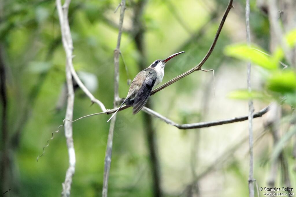 Pale-bellied Hermitadult