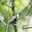Ermite anthophile