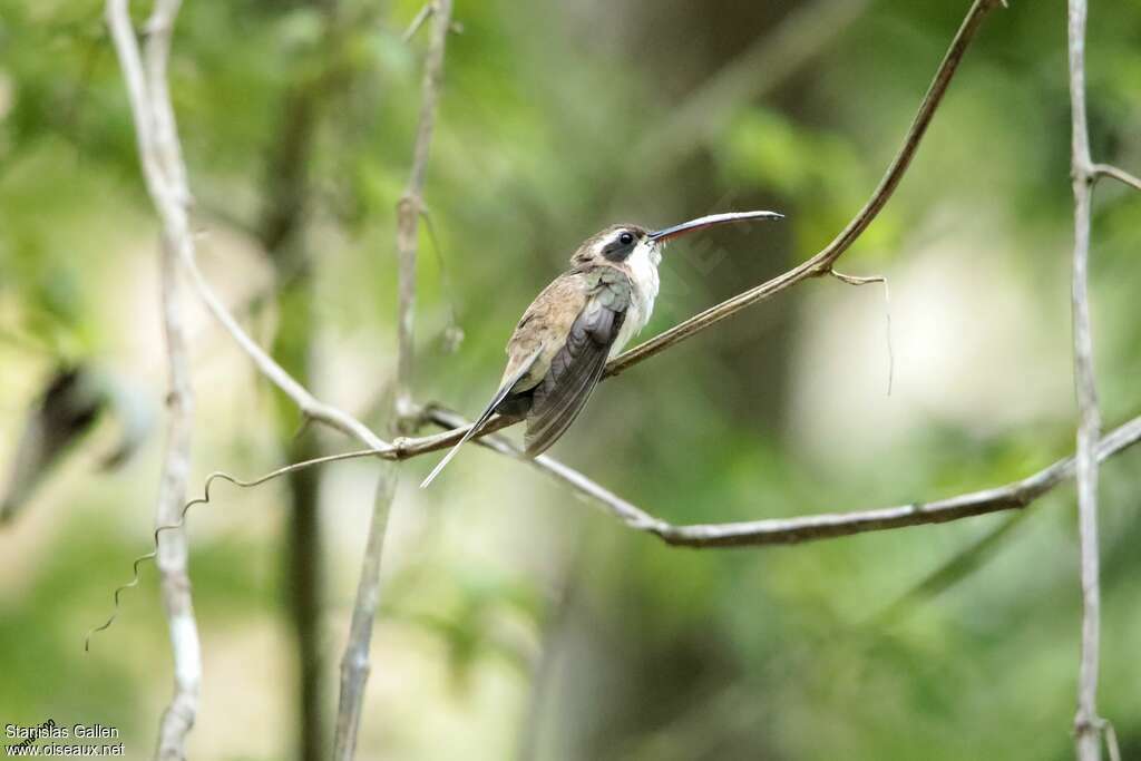 Pale-bellied Hermitadult, identification