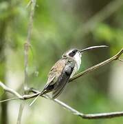 Pale-bellied Hermit