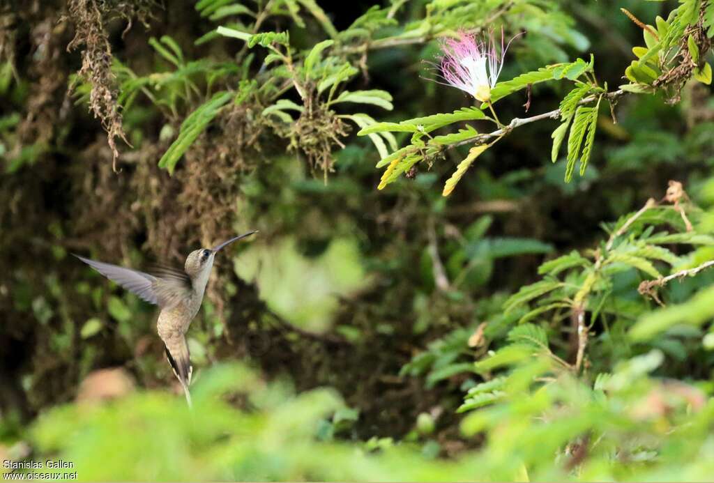 Straight-billed Hermitadult, pigmentation, Flight