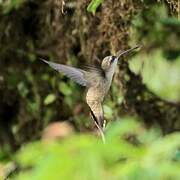 Straight-billed Hermit