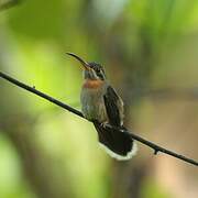 Band-tailed Barbthroat