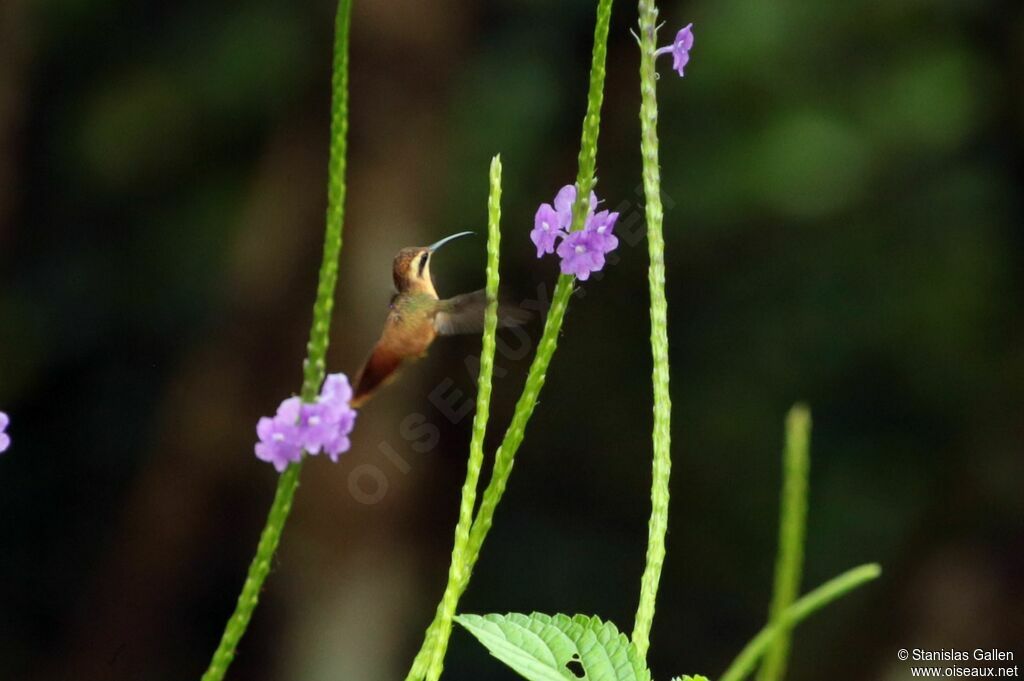 Reddish Hermitadult, Flight, eats