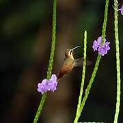 Reddish Hermit