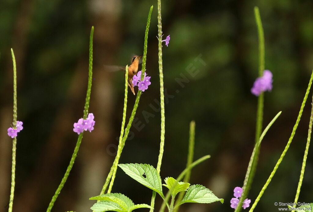 Reddish Hermitadult, Flight, eats