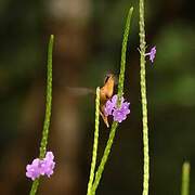 Reddish Hermit