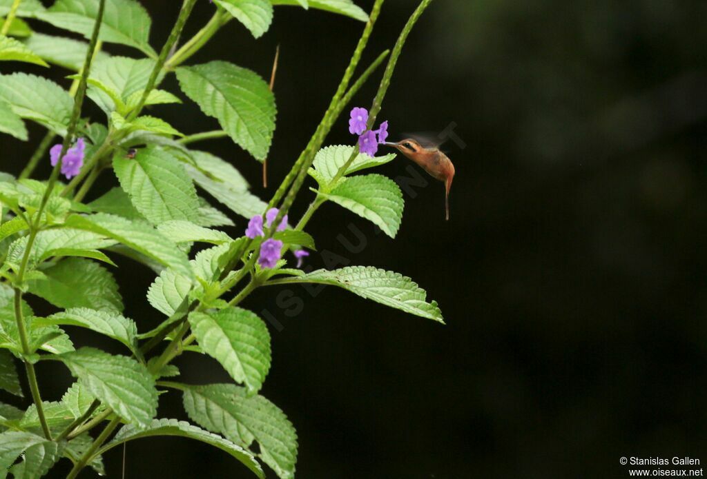 Reddish Hermitadult, Flight, eats