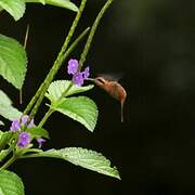 Reddish Hermit