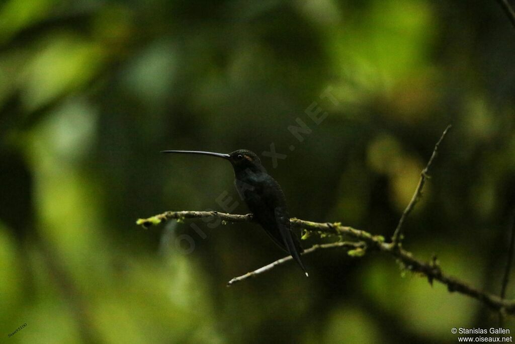 White-whiskered Hermitadult