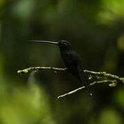 White-whiskered Hermit