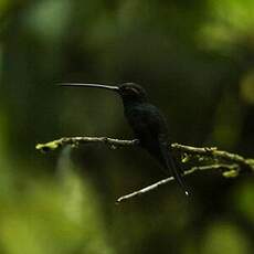 Ermite yaruqui