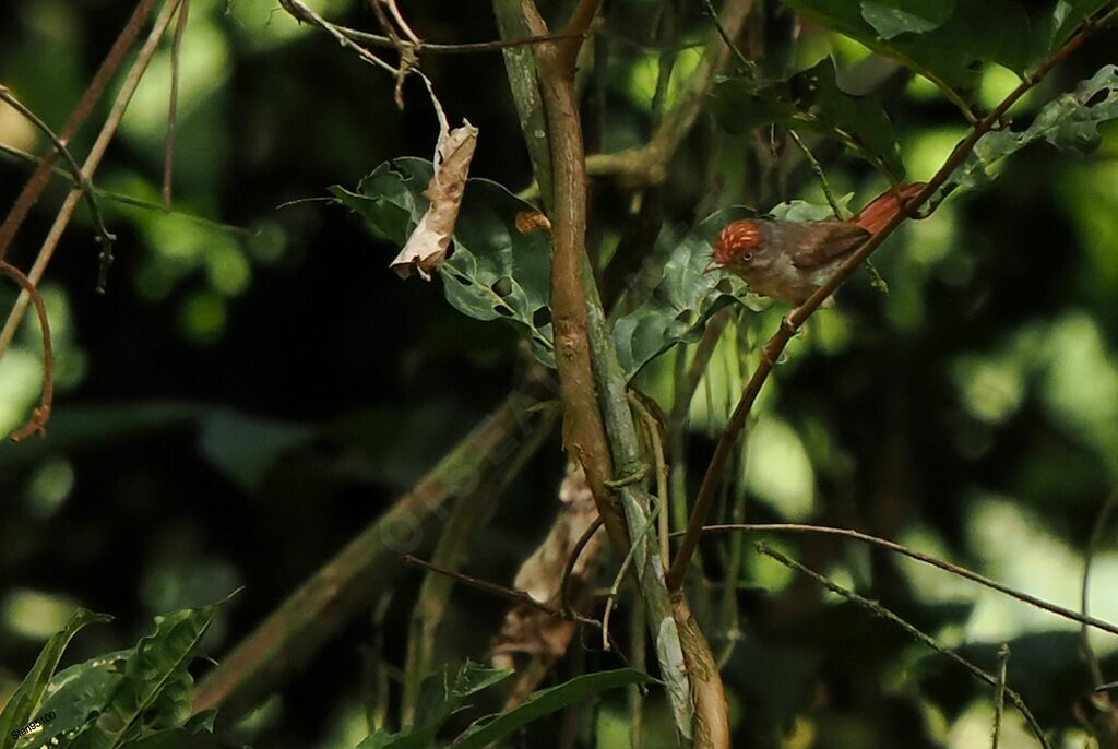 Chestnut-capped Flycatcheradult