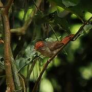 Chestnut-capped Flycatcher