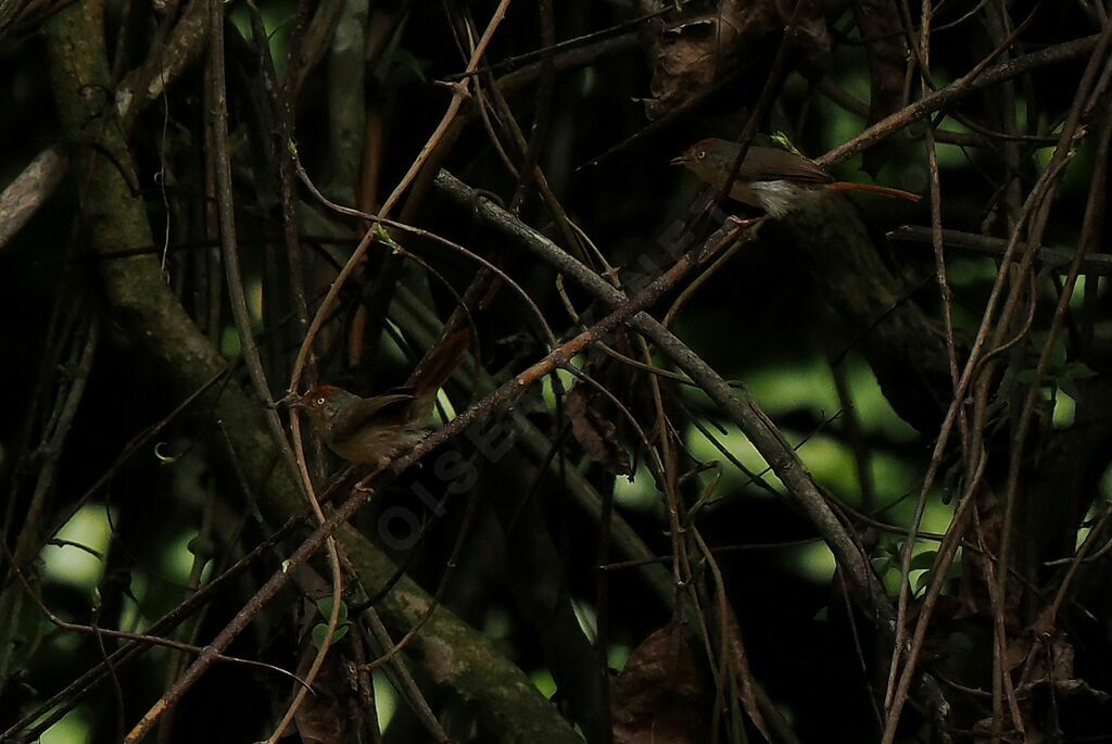 Chestnut-capped Flycatcheradult breeding