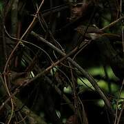 Chestnut-capped Flycatcher