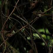 Chestnut-capped Flycatcher