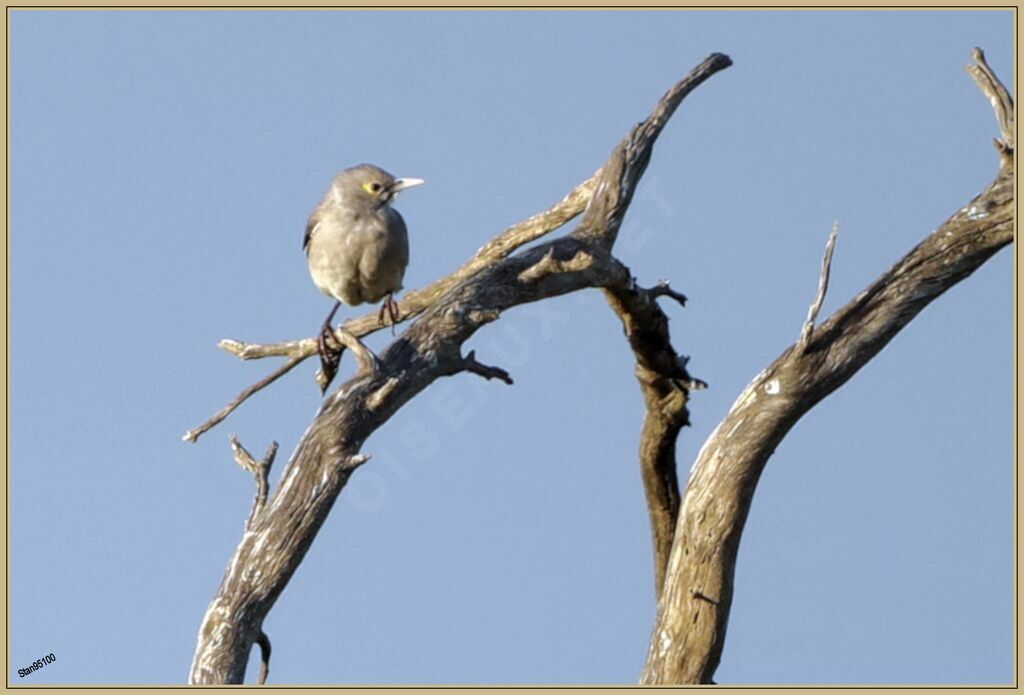 Wattled StarlingFirst year