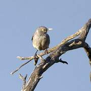 Wattled Starling