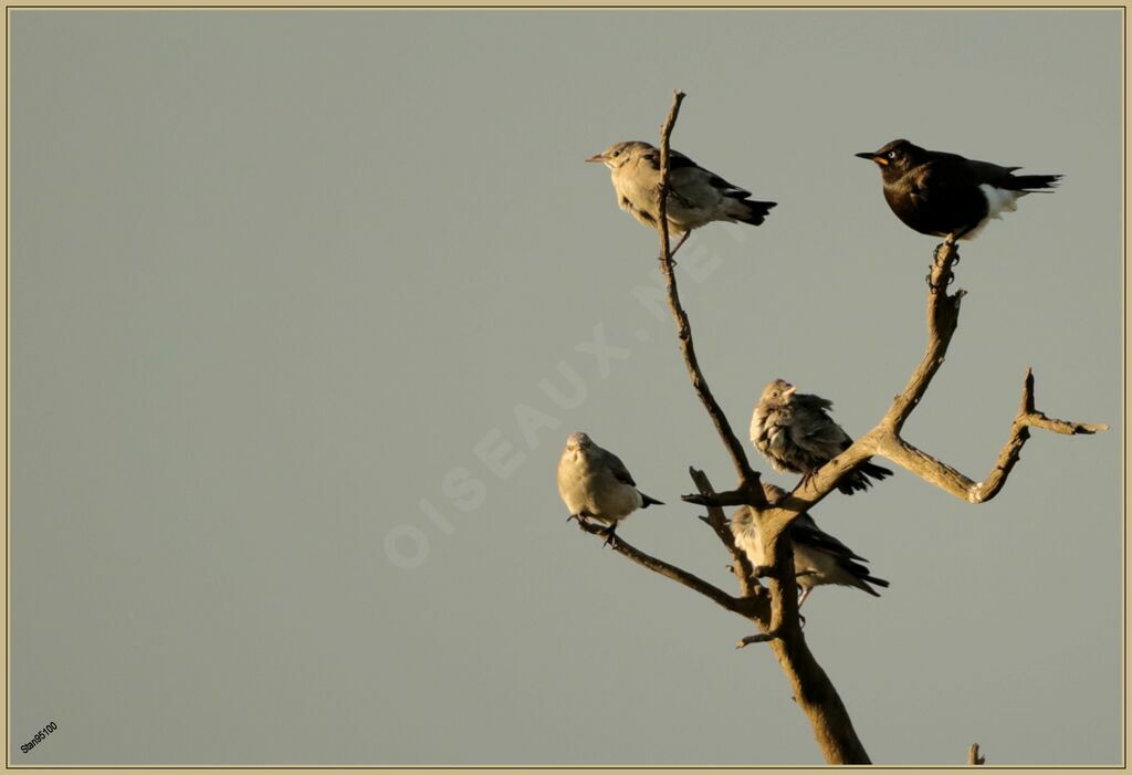 Wattled StarlingFirst year