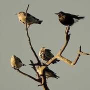 Wattled Starling