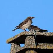 Rosy Starling