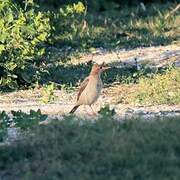 Rosy Starling