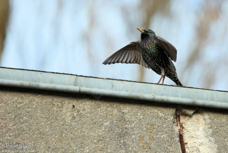 Common Starling male adult breeding, song