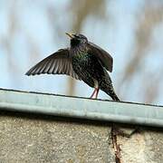 Common Starling