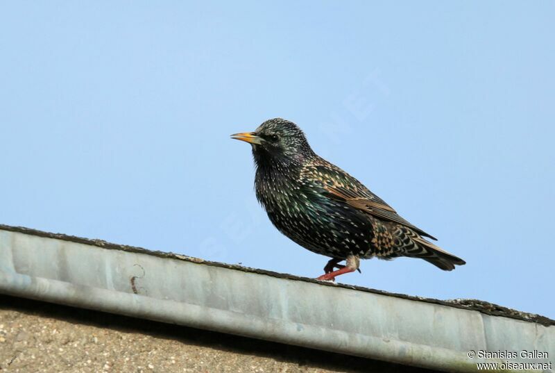 Common Starling male adult breeding, walking, song