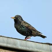 Common Starling