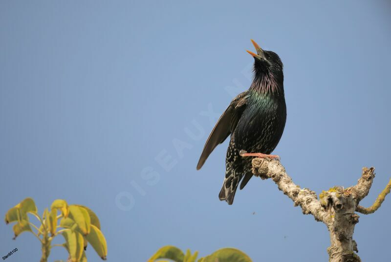 Common Starling male adult, courting display, song