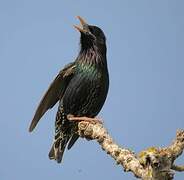 Common Starling