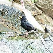 Spotless Starling