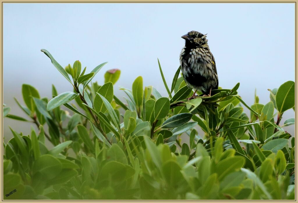 Yellow Bishop male adult transition