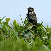 Yellow Bishop