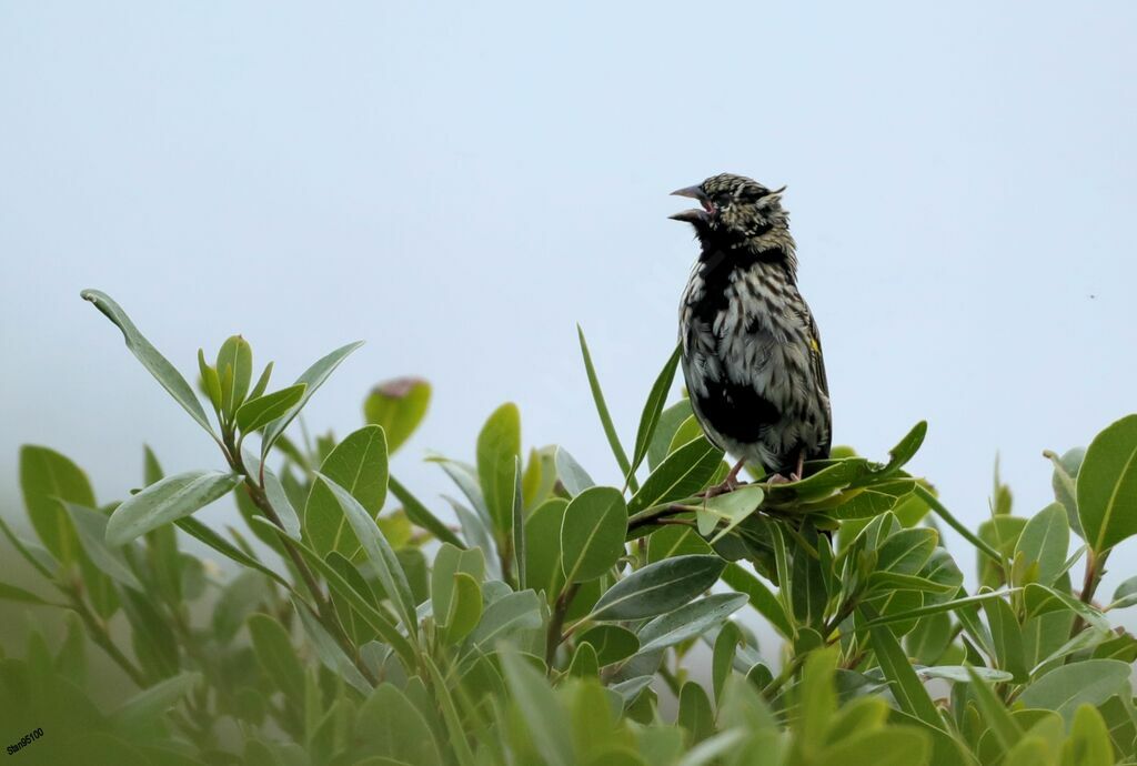 Yellow Bishopadult transition, song