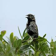 Yellow Bishop